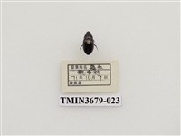 藏品(龍蝨、牙蟲)的圖片